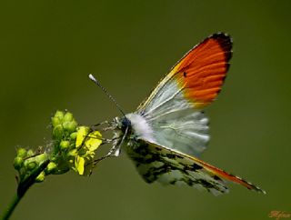 Turuncu Ssl (Anthocharis cardamines)