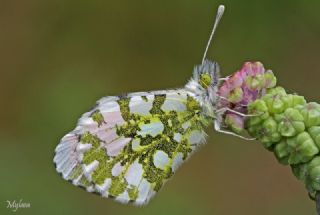 Turuncu Ssl (Anthocharis cardamines)