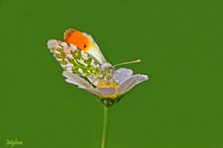 Turuncu S�sl�&nbsp;(Anthocharis&nbsp;cardamines)