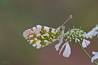 Turuncu Ssl (Anthocharis cardamines)
