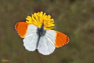 Turuncu Ssl (Anthocharis cardamines)