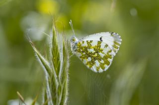 Turuncu Ssl (Anthocharis cardamines)