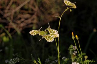 Turuncu Ssl (Anthocharis cardamines)