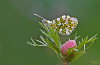 Turuncu Ssl (Anthocharis cardamines)