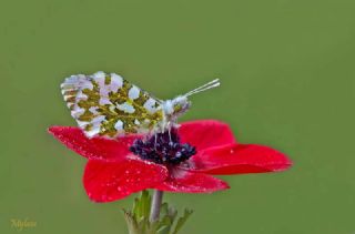 Turuncu Ssl (Anthocharis cardamines)