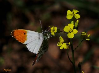 Turuncu Ssl (Anthocharis cardamines)