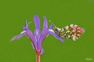 Turuncu S�sl�&nbsp;(Anthocharis&nbsp;cardamines)