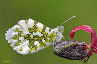 Turuncu Ssl (Anthocharis cardamines)