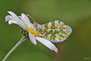 Turuncu Ssl (Anthocharis cardamines)