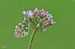 Turuncu Ssl (Anthocharis cardamines)