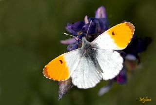 Turuncu Ssl (Anthocharis cardamines)