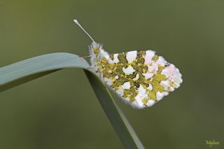 Turuncu Ssl (Anthocharis cardamines)