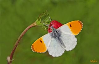 Turuncu Ssl (Anthocharis cardamines)