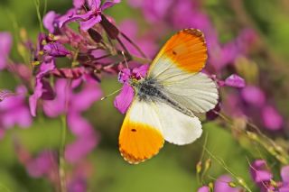 Turuncu Ssl (Anthocharis cardamines)