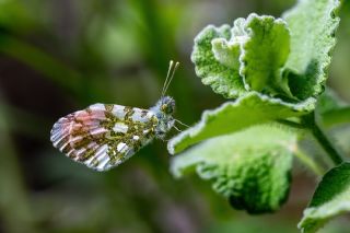 Turuncu Ssl (Anthocharis cardamines)