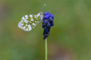 Turuncu Ssl (Anthocharis cardamines)