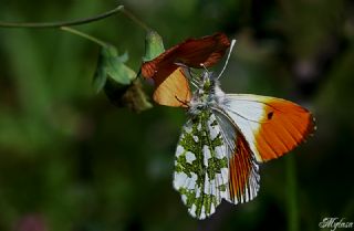 Turuncu Ssl (Anthocharis cardamines)