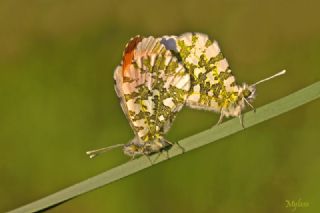 Turuncu Ssl (Anthocharis cardamines)
