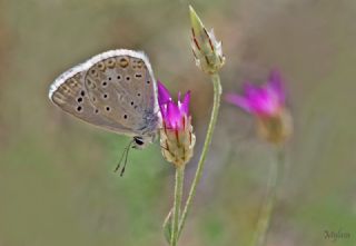okgzl Kk Turan Mavisi (Polyommatus cornelius)