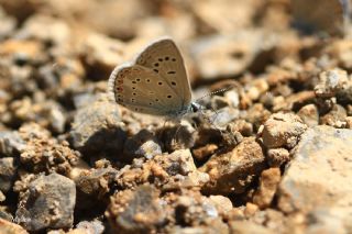 okgzl Kk Turan Mavisi (Polyommatus cornelius)