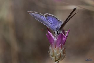 okgzl Kk Turan Mavisi (Polyommatus cornelius)