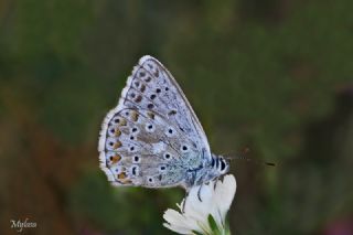 okgzl Anadolu illi Mavisi (Polyommatus ossmar)