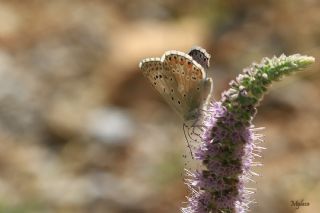 �okg�zl� Anadolu �illi Mavisi&nbsp;(Polyommatus&nbsp;ossmar)