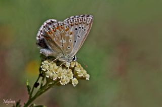 okgzl Anadolu illi Mavisi (Polyommatus ossmar)