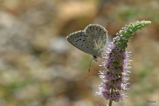 �okg�zl� Anadolu �illi Mavisi&nbsp;(Polyommatus&nbsp;ossmar)