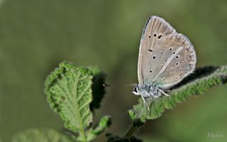 okgzl Poseydon Mavisi (Polyommatus poseidon)