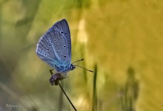 okgzl Poseydon Mavisi (Polyommatus poseidon)