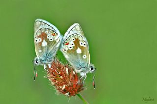 Pirene okgzls (Polyommatus pyrenaicus)