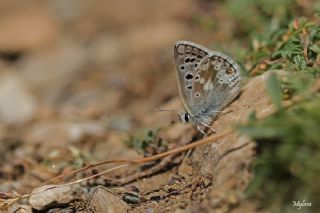 Pirene okgzls (Polyommatus pyrenaicus)