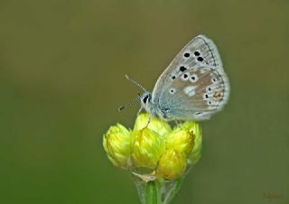 Pirene �okg�zl�s�&nbsp;(Polyommatus&nbsp;pyrenaicus)
