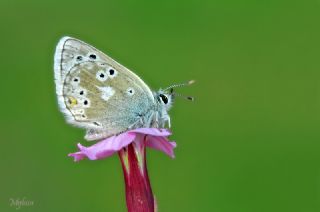 Pirene �okg�zl�s�&nbsp;(Polyommatus&nbsp;pyrenaicus)