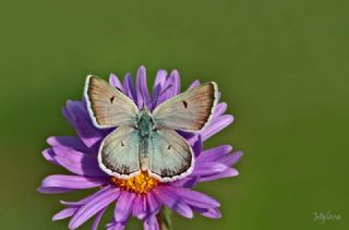 Pirene �okg�zl�s�&nbsp;(Polyommatus&nbsp;pyrenaicus)