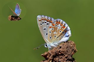 okgzl Levantin illi Mavisi (Polyommatus syriaca)