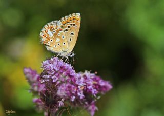 �okg�zl� Levantin �illi Mavisi&nbsp;(Polyommatus&nbsp;syriaca)