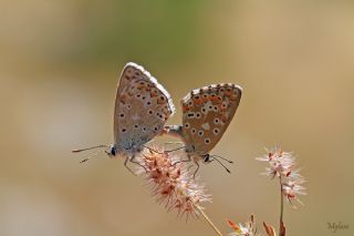 okgzl Levantin illi Mavisi (Polyommatus syriaca)