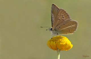 okgzl Ar Mavisi (Polyommatus vanensis)