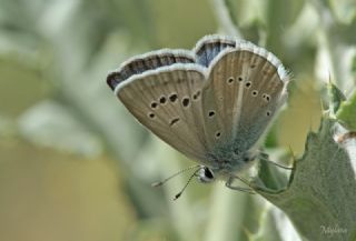 okgzl Ar Mavisi (Polyommatus vanensis)