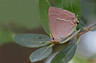 Mormee (Favonius quercus)