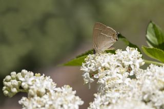 Mormee (Favonius quercus)