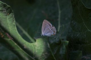 Mormee (Favonius quercus)