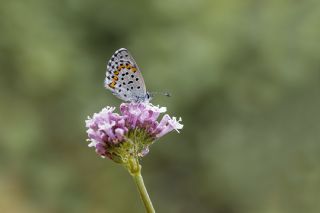 Bavius Mavisi (Pseudophilotes bavius)