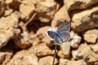 Bavius Mavisi (Pseudophilotes bavius)