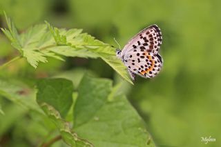 Kara Mavi&nbsp;(Scolitantides&nbsp;orion)
