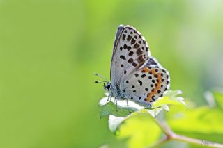 Kara Mavi (Scolitantides orion)