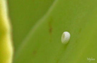 Kara Mavi&nbsp;(Scolitantides&nbsp;orion)