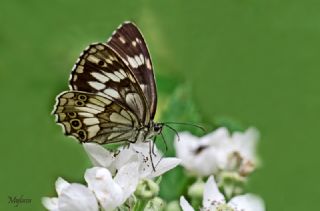 Kara Melike (Melanargia syriaca)